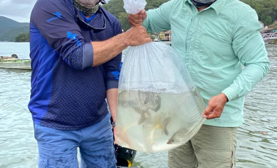 O Projeto Rio Vivo da Secretaria de Desenvolvimento Sustentável e do Turismo (Sedest) foi retomado no sábado (24), em Guaratuba, com o Festival Sul Brasileiro de Pesca. A iniciativa busca a preservação das bacias hidrográficas do Estado com o repovoamento de espécies de peixes nativos e o estímulo do turismo de atividades aquáticas.
Foto; Daniele Iachecen