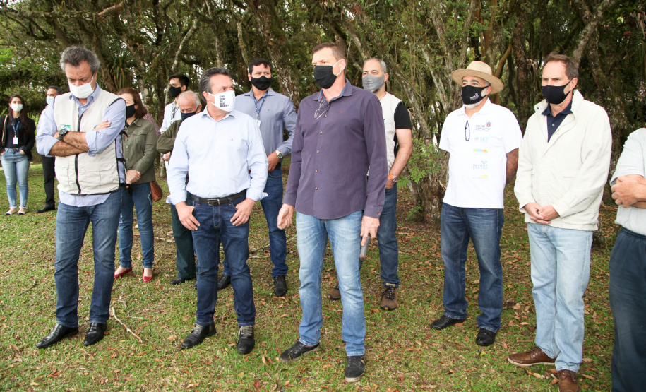 Governo do Estado faz plantio de mudas de araucário. Foto: Ari Dias/AEN