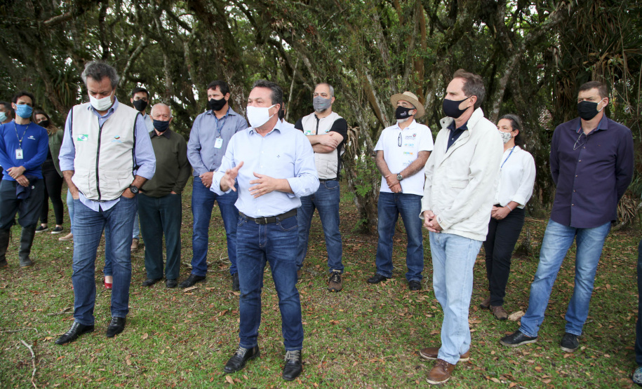 Governo do Estado faz plantio de mudas de araucária. Foto: Ari Dias/AEN