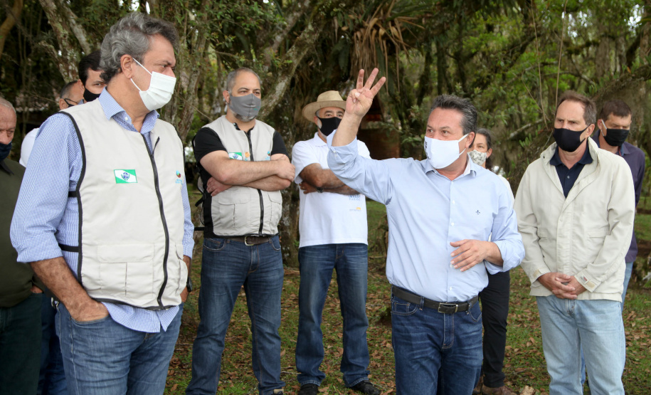 Governo do Estado faz plantio de mudas de araucária. Foto: Ari Dias/AEN