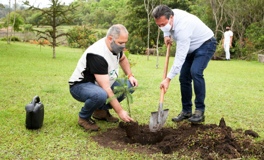 Governo do Estado faz plantio de mudas de araucária. Foto: Ari Dias/AEN
