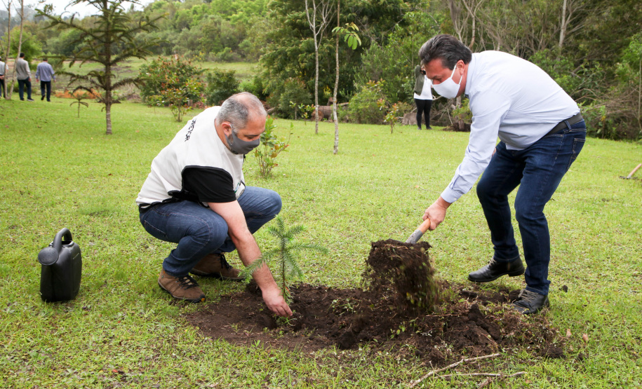 Governo do Estado faz plantio de mudas de araucária. Foto: Ari Dias/AEN