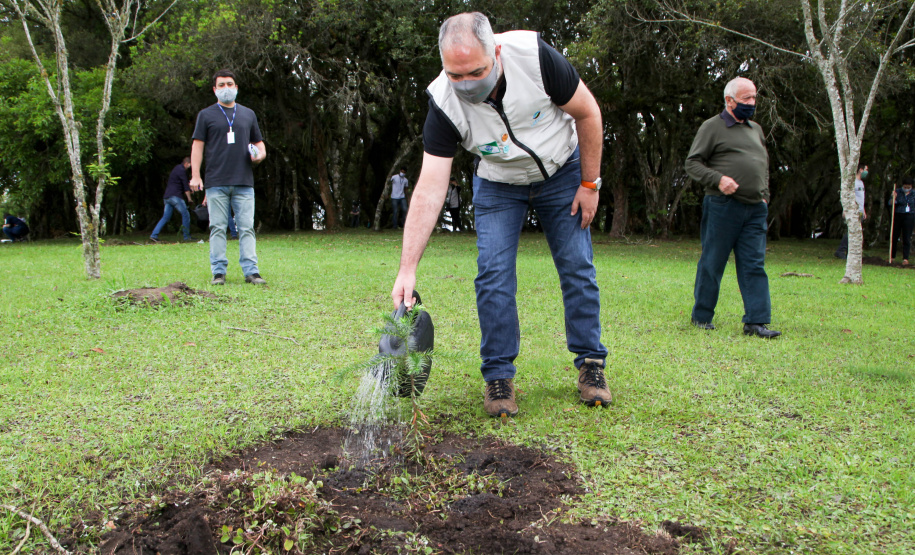 Governo do Estado faz plantio de mudas de araucária. Foto: Ari Dias/AEN