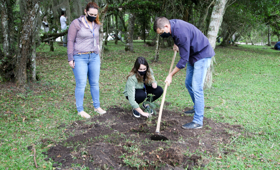 Governo do Estado faz plantio de mudas de araucária. Foto: Ari Dias/AEN