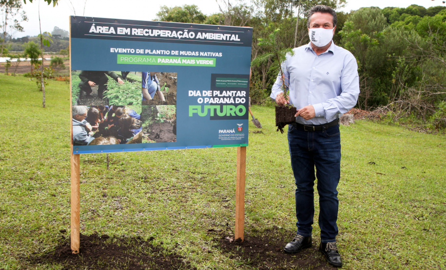 Governo do Estado faz plantio de mudas de araucária. Foto: Ari Dias/AEN