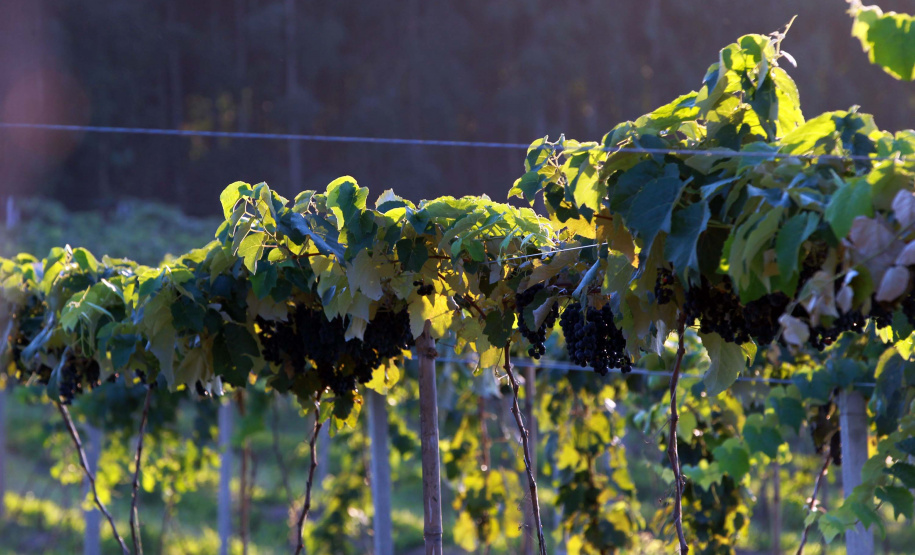 Evento online discute presente e futuro da vitivinicultura. Foto: Gilson Abreu/AEN