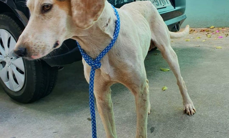Curso prepara servidores para atendimento de maus-tratos a cães e gatos. Madruga (antes). Foto: ONG 4 Patas