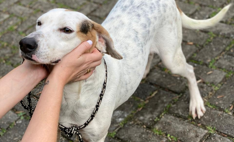 Curso prepara servidores para atendimento de maus-tratos a cães e gatos. Madruga (depois). Foto: ONG 4 Patas