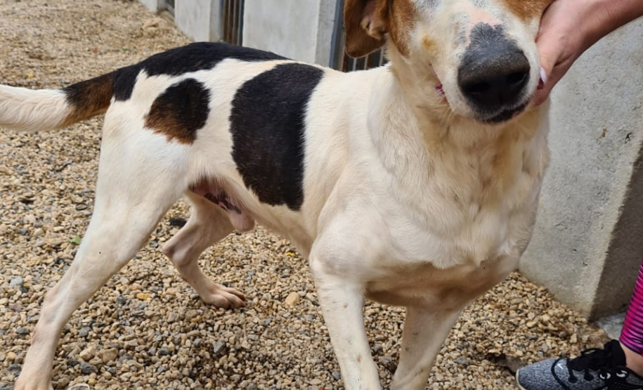Curso prepara servidores para atendimento de maus-tratos a cães e gatos. Nelson (depois). Foto: ONG 4 Patas