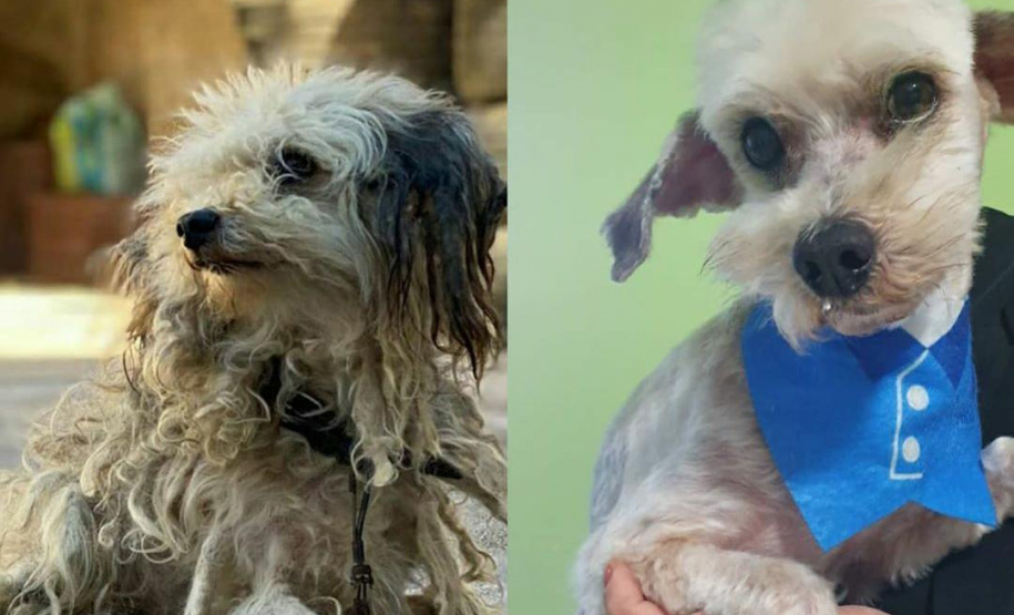 Curso prepara servidores para atendimento de maus-tratos a cães e gatos. Oliver. Foto: ONG 4 Patas