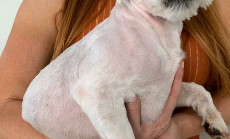 Curso prepara servidores para atendimento de maus-tratos a cães e gatos. Oliver. Foto: ONG 4 Patas