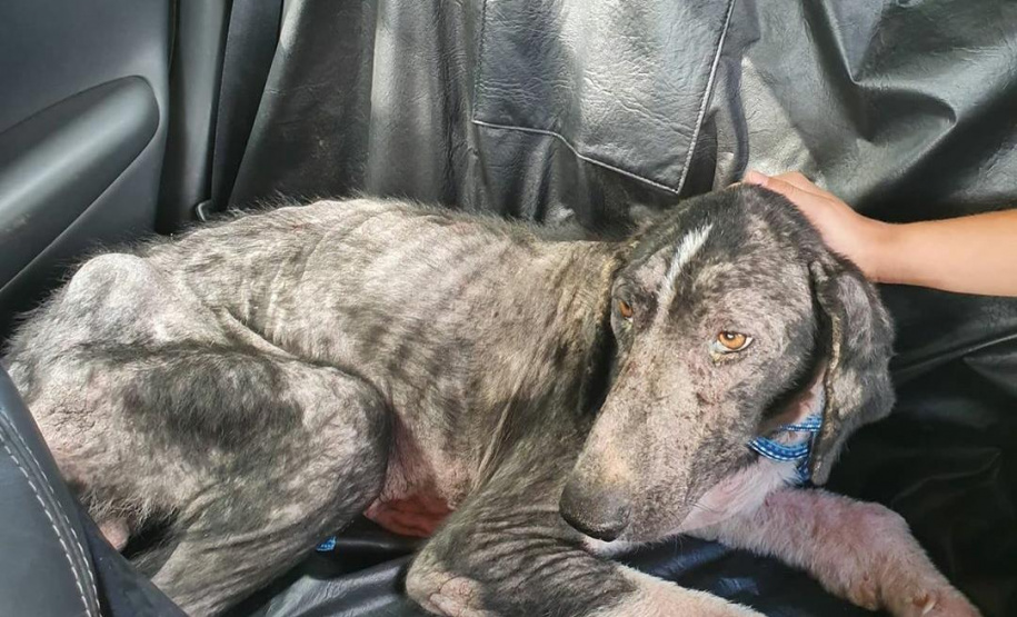 Curso prepara servidores para atendimento de maus-tratos a cães e gatos. Orfeu (antes). Foto: ONG 4 Patas