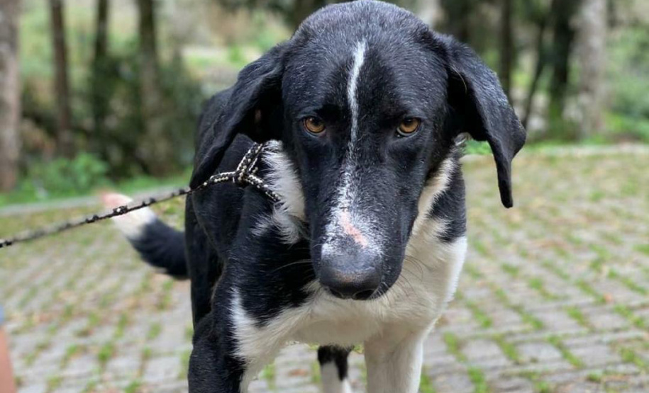 Curso prepara servidores para atendimento de maus-tratos a cães e gatos.Orfeu (depois). Foto: ONG 4 Patas