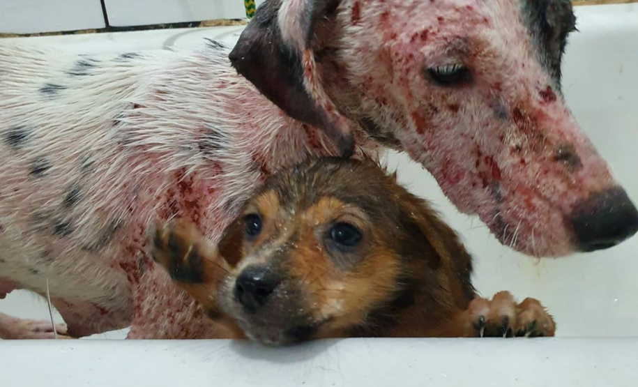 Curso prepara servidores para atendimento de maus-tratos a cães e gatos. Pintadinha (antes). Foto: ONG 4 Patas