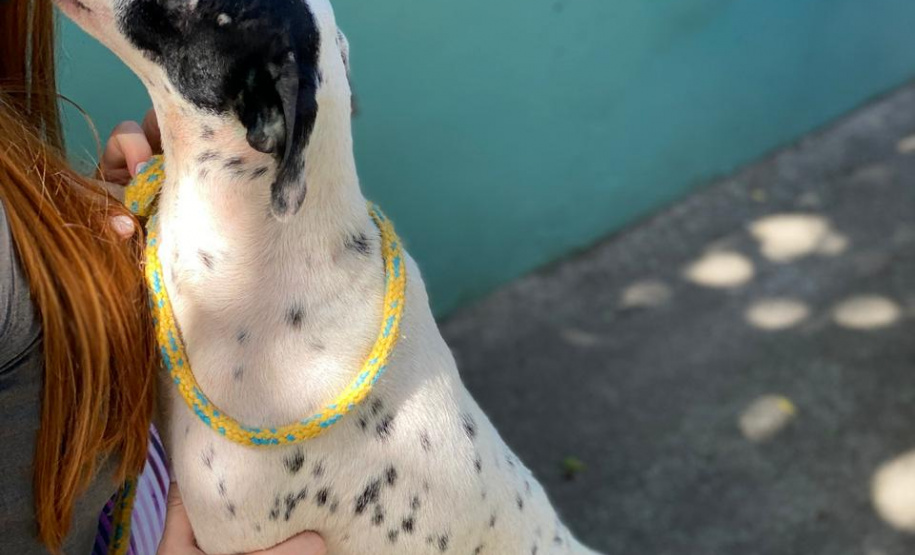 Curso prepara servidores para atendimento de maus-tratos a cães e gatos. Pintadinha (depois). Foto: ONG 4 Patas