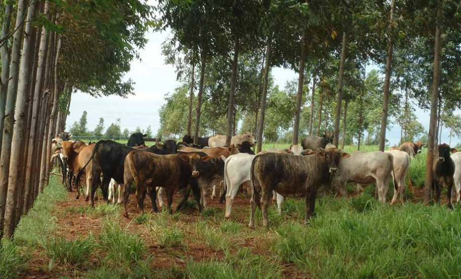 Integração pecuária e cultivo florestal aumenta produtividade. Foto:SEAB/IDR