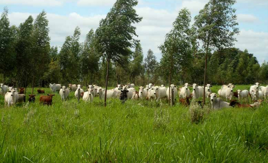 Integração pecuária e cultivo florestal aumenta produtividade. Foto:SEAB/IDR