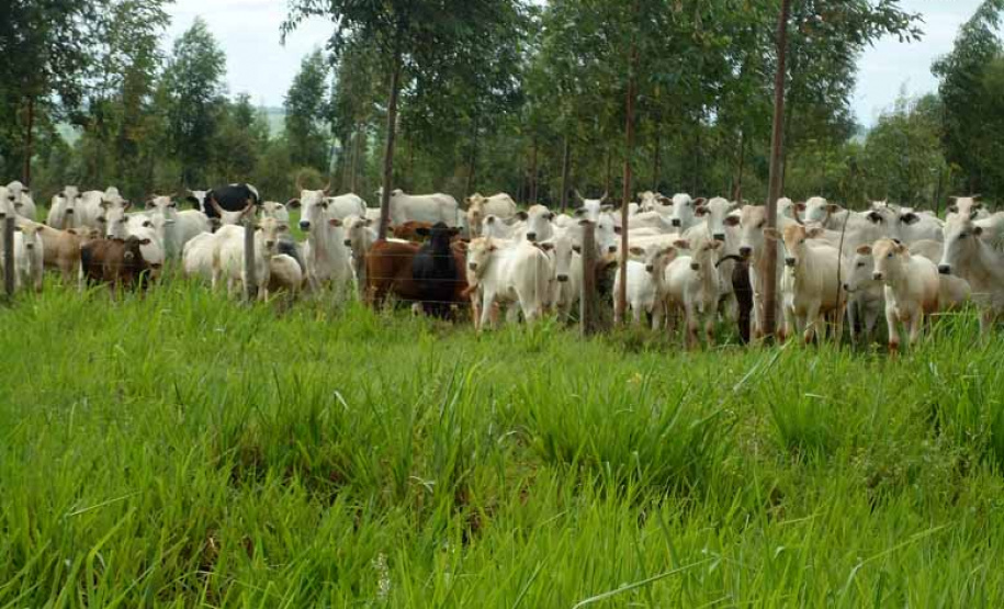 Integração pecuária e cultivo florestal aumenta produtividade. Foto:SEAB/IDR
