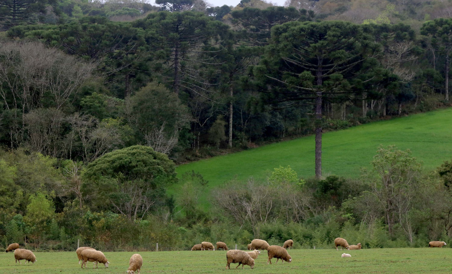Boletim agropecuário fala sobre melhorias na criação de ovinos Foto:Jaelson Lucas /Arquivo AEN