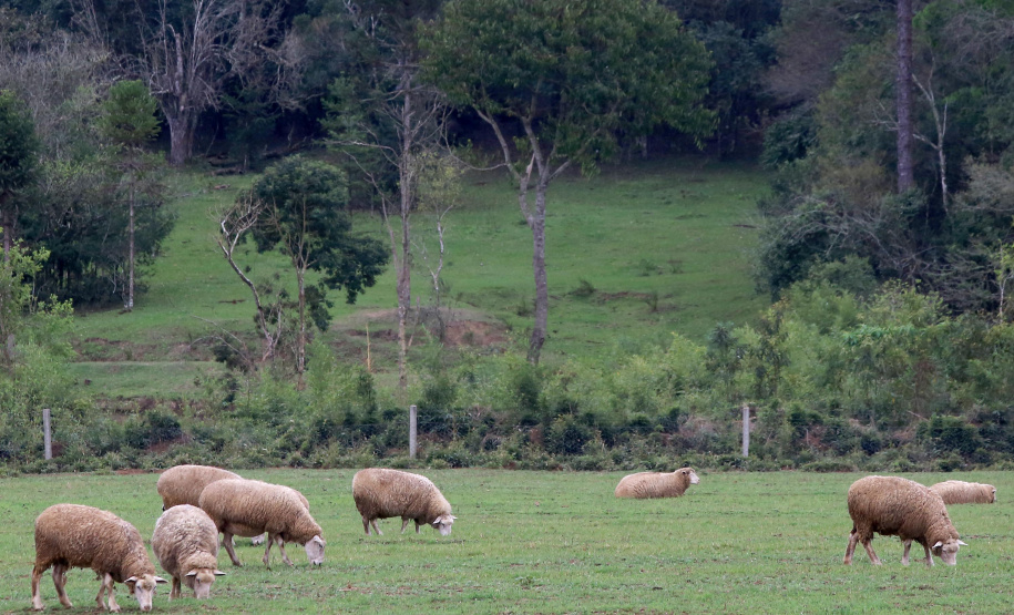 Boletim agropecuário fala sobre melhorias na criação de ovinos Foto:Jaelson Lucas /Arquivo AEN