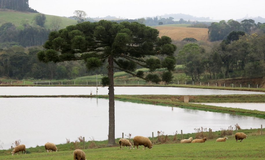Boletim agropecuário fala sobre melhorias na criação de ovinos Foto:Jaelson Lucas /Arquivo AEN