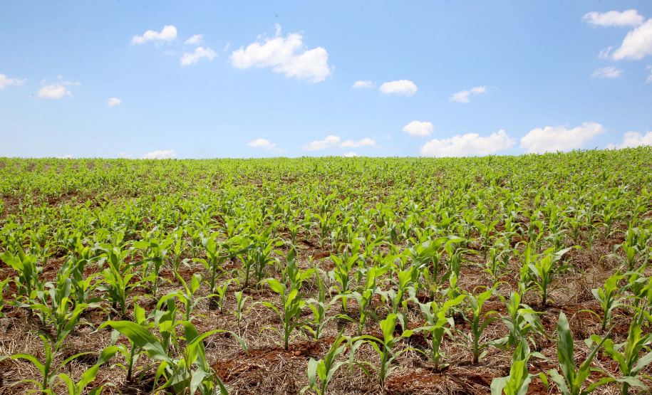 Aplicativo agiliza controle de
doenças na lavoura de milho. Foto:Jaelson Lucas/AEN