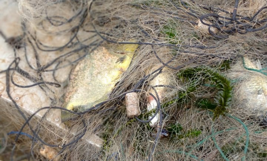 Força-tarefa salva matrizes de peixes e garante repovoamento dos rios. Foto:IAT