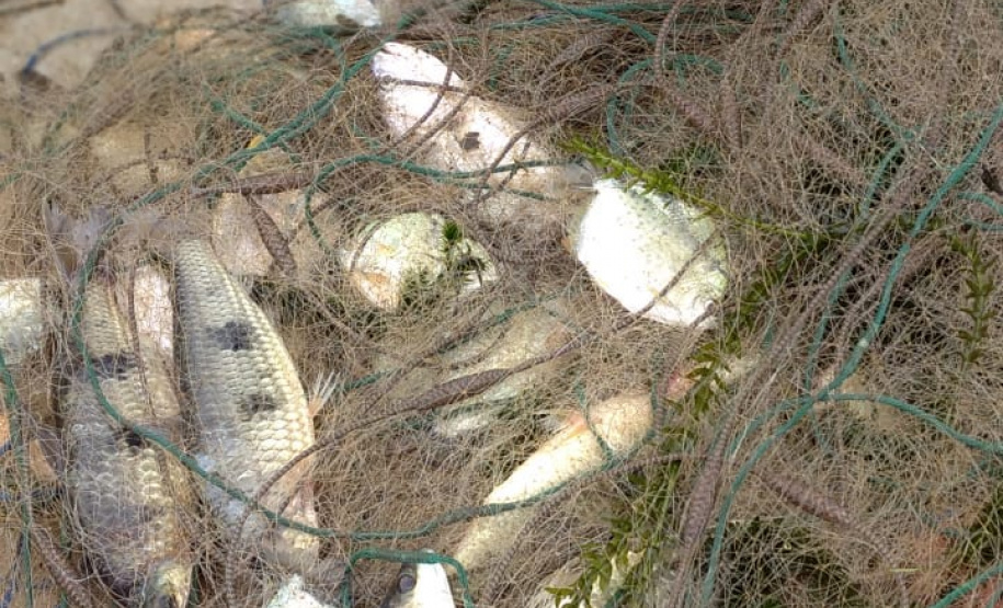 Força-tarefa salva matrizes de peixes e garante repovoamento dos rios. Foto:IAT