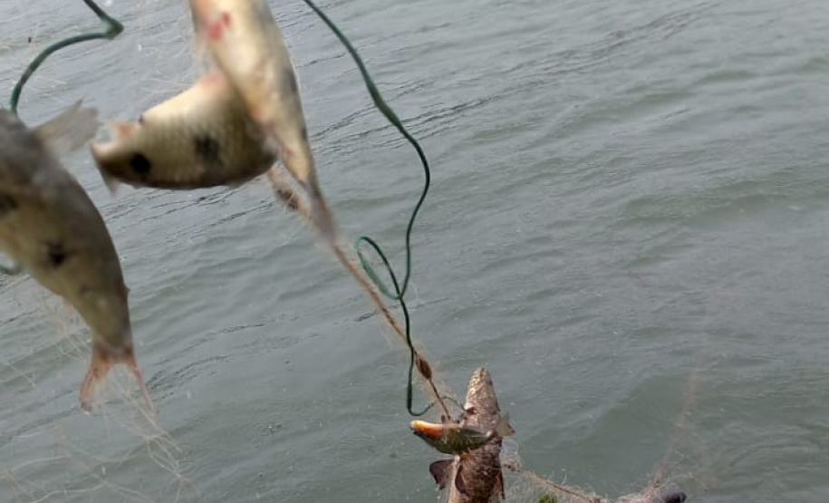 Força-tarefa salva matrizes de peixes e garante repovoamento dos rios. Foto:IAT