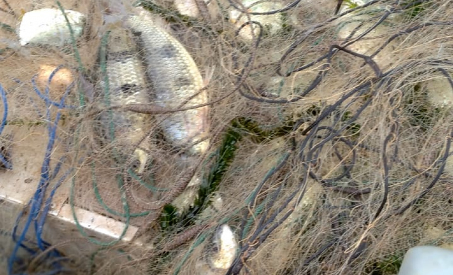 Força-tarefa salva matrizes de peixes e garante repovoamento dos rios. Foto:IAT