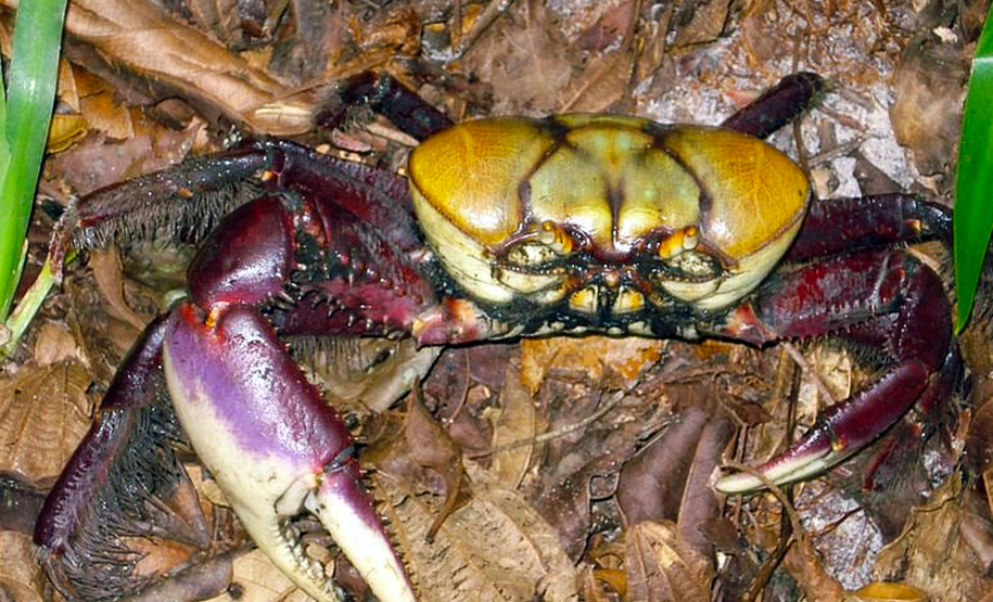 Captura de caranguejo é proibida até o dia 30 de novembro.Foto: Arquivo IAT
