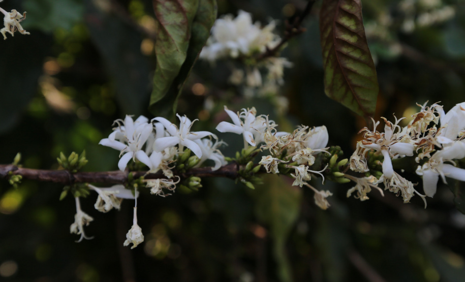 FEITO NO PARANA - Fabrica do Café Bela Esperança da cidade de Mandaguari.06/10/2020 - Foto: Geraldo Bubniak/AEN