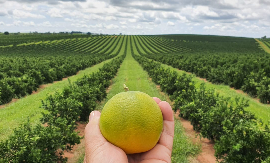 Desde meados da década de 70, quando a citricultura comercial foi reintroduzida no Paraná, o setor cresceu, se fortaleceu e se tornou o terceiro maior do País