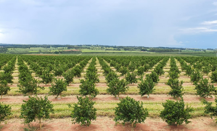 Desde meados da década de 70, quando a citricultura comercial foi reintroduzida no Paraná, o setor cresceu, se fortaleceu e se tornou o terceiro maior do País