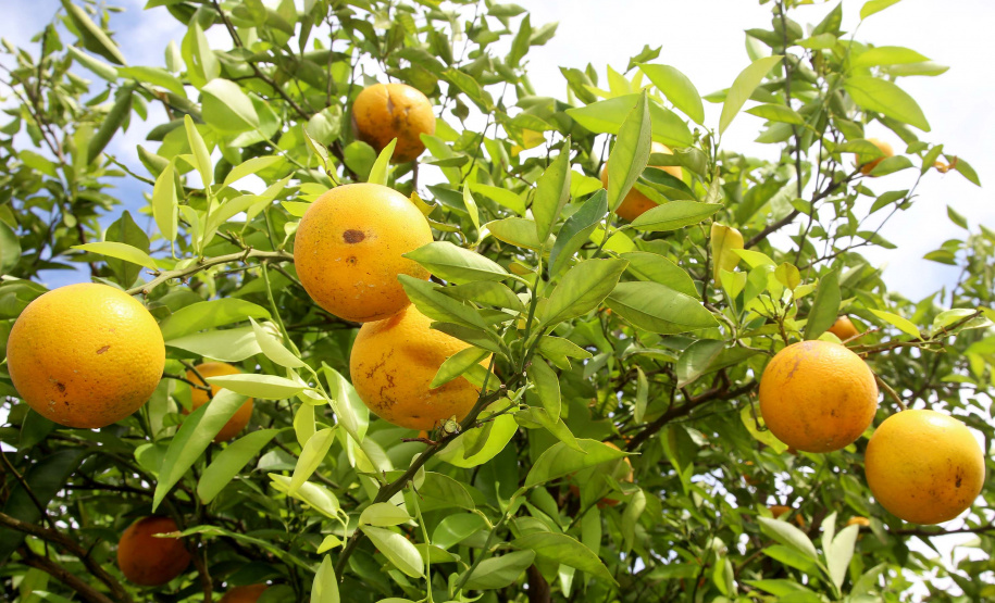 Desde meados da década de 70, quando a citricultura comercial foi reintroduzida no Paraná, o setor cresceu, se fortaleceu e se tornou o terceiro maior do País