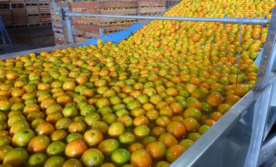 Desde meados da década de 70, quando a citricultura comercial foi reintroduzida no Paraná, o setor cresceu, se fortaleceu e se tornou o terceiro maior do País