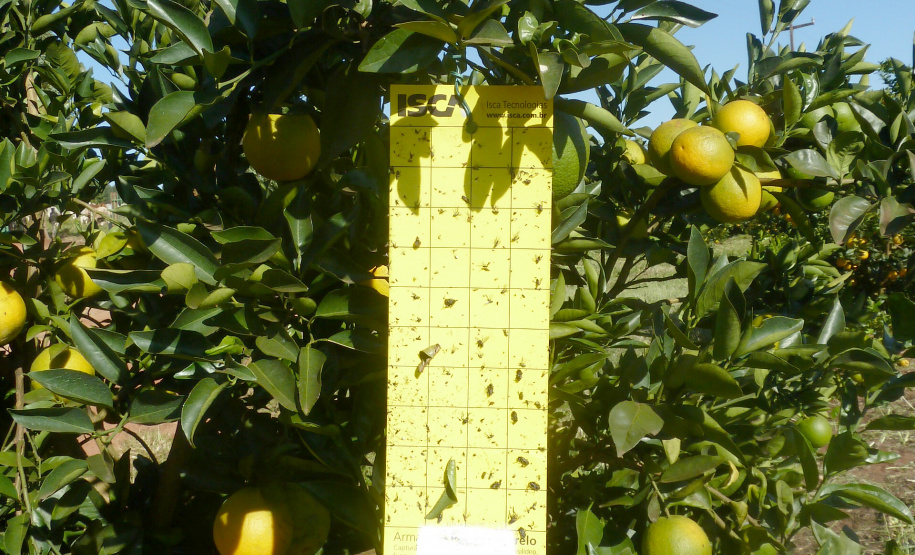 Desde meados da década de 70, quando a citricultura comercial foi reintroduzida no Paraná, o setor cresceu, se fortaleceu e se tornou o terceiro maior do País