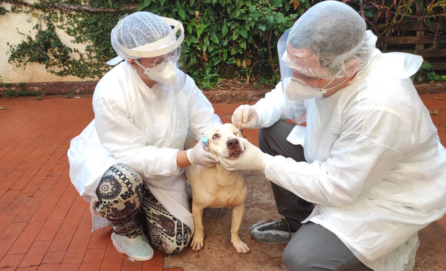 UEL estuda efeitos da Covid-19 em cães, gatos e animais silvestres. Foto:UEL