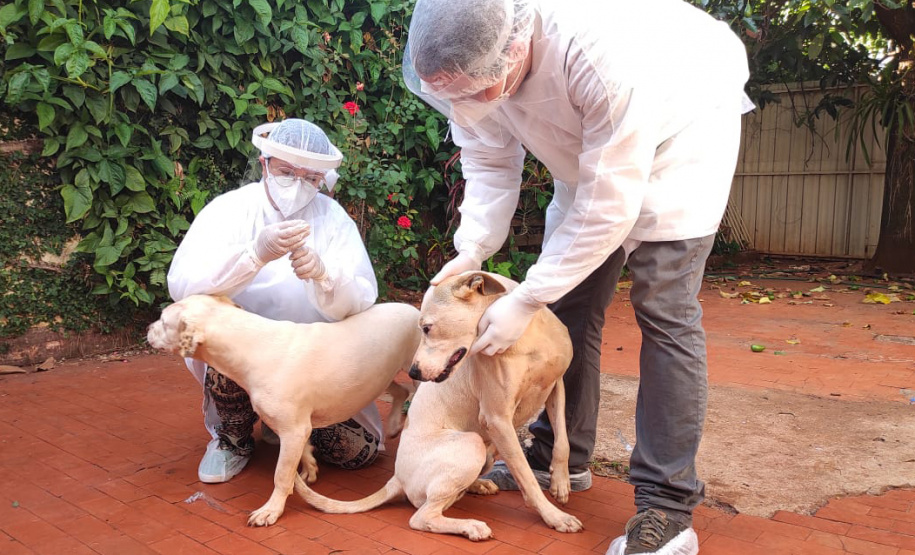 UEL estuda efeitos da Covid-19 em cães, gatos e animais silvestres. Foto:UEL