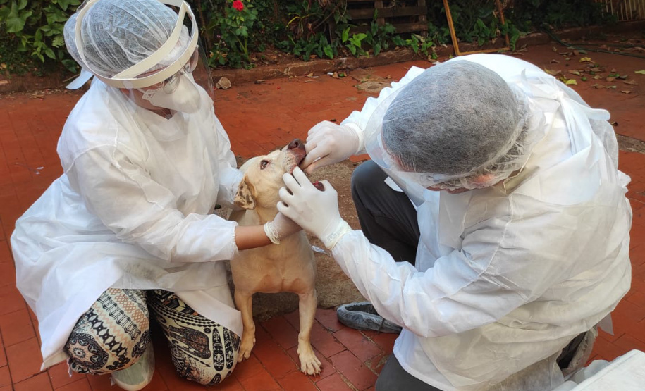 UEL estuda efeitos da Covid-19 em cães, gatos e animais silvestres. Foto:UEL