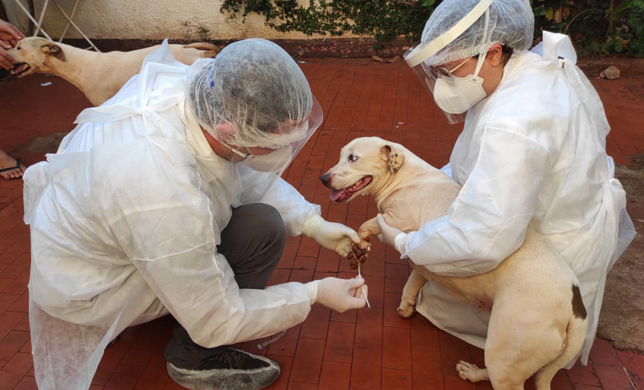UEL estuda efeitos da Covid-19 em cães, gatos e animais silvestres. Foto:UEL
