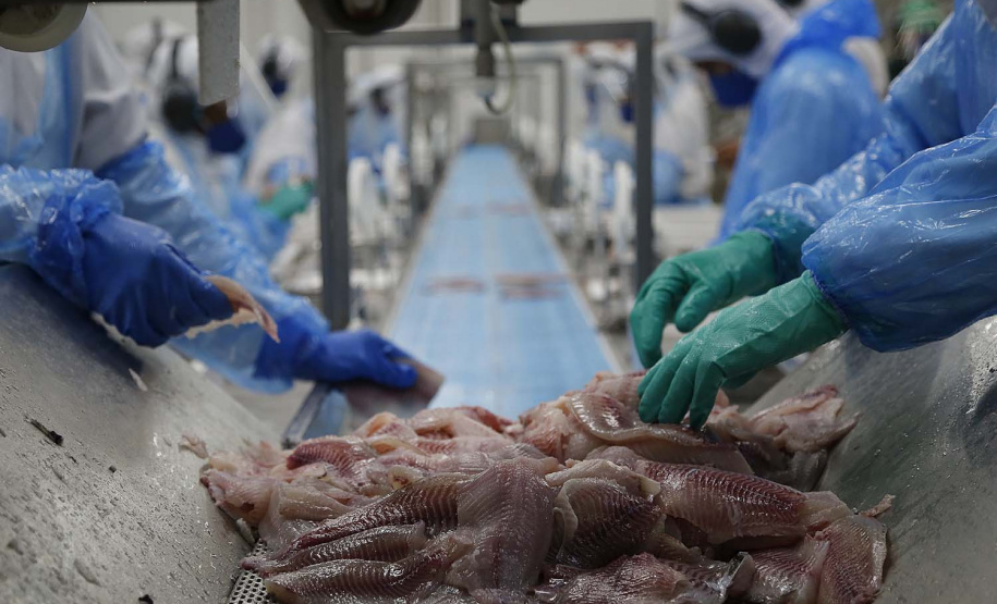 Nova Aurora - 09-10-2020 - Cooperativa Copacol - Abate de Tilapia - Foto : Jonathan Campos / AEN