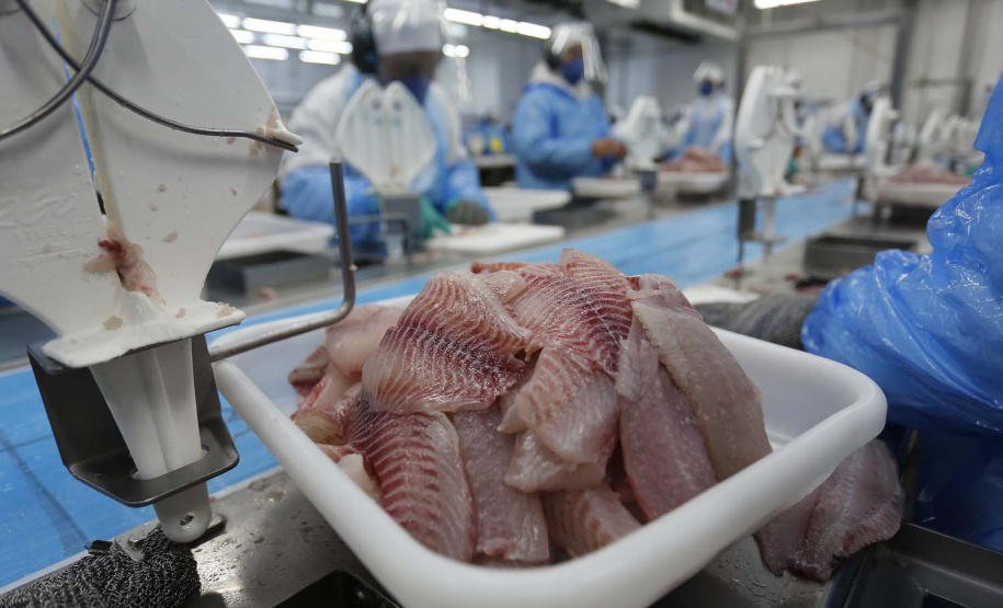 Nova Aurora - 09-10-2020 - Cooperativa Copacol - Abate de Tilapia - Foto : Jonathan Campos / AEN