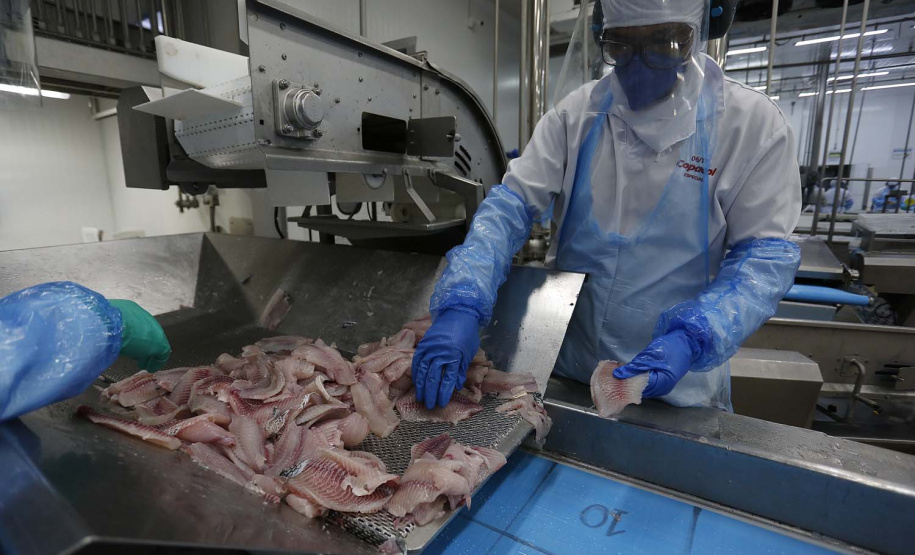 Nova Aurora - 09-10-2020 - Cooperativa Copacol - Abate de Tilapia - Foto : Jonathan Campos / AEN