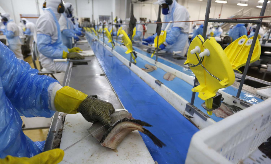 Nova Aurora - 09-10-2020 - Cooperativa Copacol - Abate de Tilapia - Foto : Jonathan Campos / AEN