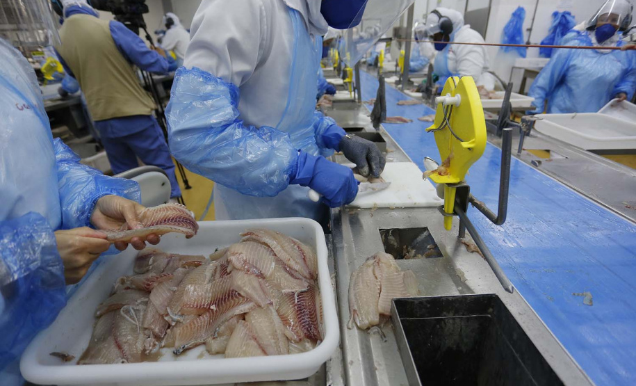 Nova Aurora - 09-10-2020 - Cooperativa Copacol - Abate de Tilapia - Foto : Jonathan Campos / AEN