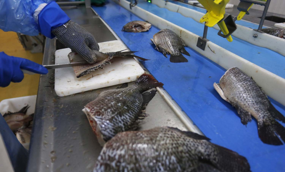 Nova Aurora - 09-10-2020 - Cooperativa Copacol - Abate de Tilapia - Foto : Jonathan Campos / AEN