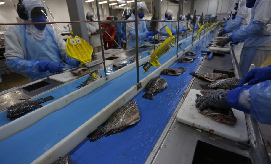 Nova Aurora - 09-10-2020 - Cooperativa Copacol - Abate de Tilapia - Foto : Jonathan Campos / AEN