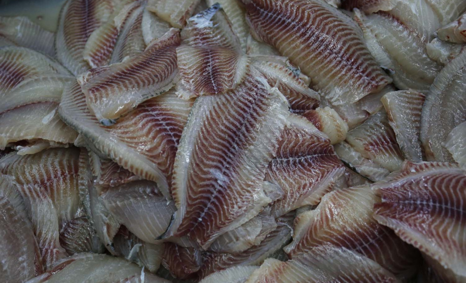 Nova Aurora - 09-10-2020 - Cooperativa Copacol - Abate de Tilapia - Foto : Jonathan Campos / AEN