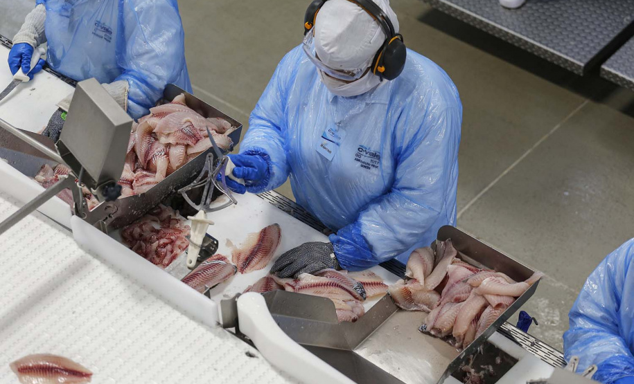 Palotina - 10-10-2020 - Cooperativa C Vale - Industria de Aves e Tilapia - Foto : Jonathan Campos / AEN